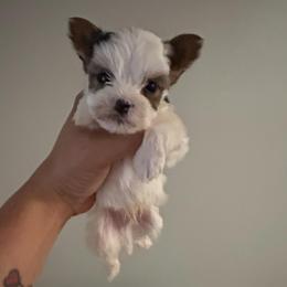 Male 1 - Parti male Yorkshire Terrier puppy in Fredericksburg, Virginia from VA Exclusive Yorkies