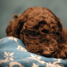 Poodle Puppies from Reuter Clan Poodles