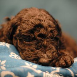 Poodle Puppies from Reuter Clan Poodles