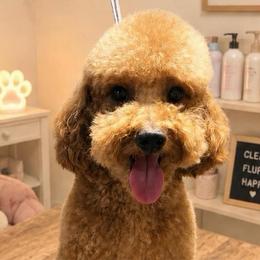Stella - Goldendoodle