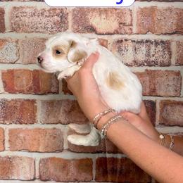 Harry - Parti male Goldendoodle puppy in Calhoun, Georgia from Happy Top Doodles