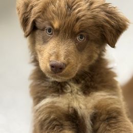 Rooster - Red tri-color Australian Shepherd puppy in Mineral Wells, Texas from A6 Australian Shepards