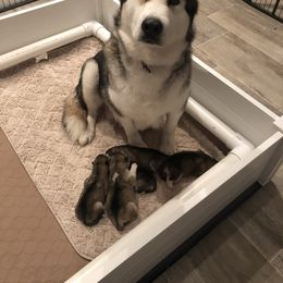 Alaskan Malamute Puppies from Sigma Alaskan Malamutes