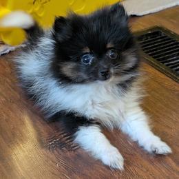 Little Baby Sarah - Tri-colored female Pomeranian puppy in Danielsville, Georgia from PassionatePomPoms