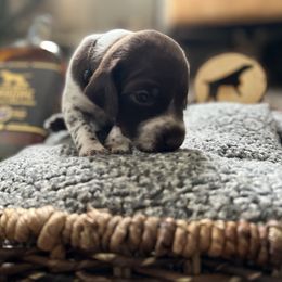 German Shorthaired Pointer Puppies from Bequest German Shorthaired Pointers