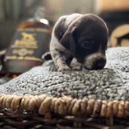 German Shorthaired Pointer Puppies from Bequest German Shorthaired Pointers