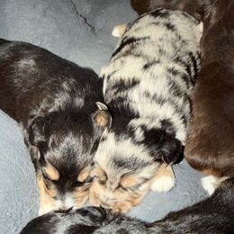 Rusty - Blue merle male Aussiedoodle puppy in Warrensburg, Missouri from Dreamer Ridge Puppies