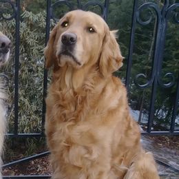 Golden Retrievers from Timber Trails Goldens