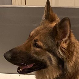 Shiloh Shepherds from Elkwood Shilohs