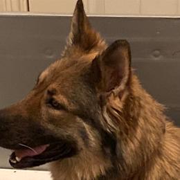 Shiloh Shepherds from Elkwood Shilohs