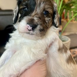 Holly - Bernedoodle puppy from Front Range Family Doodles