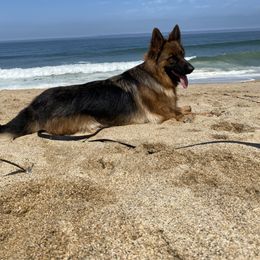 Khaleesi - German Shepherd