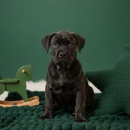 Babadook - Black brindle male Cane Corso puppy in Hampstead, New Hampshire from Durgin Hollow