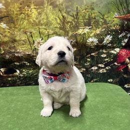 Laurel - Light golden female Golden Retriever puppy in Adair, Oklahoma from Rejoice Retrievers
