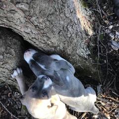 Mountain Cur Puppies from Walnut Ridge Mountain Curs