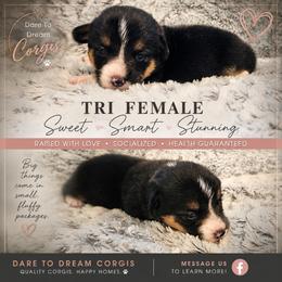 Girl 1 - Black and tan female Pembroke Welsh Corgi puppy in Ridgeville, Indiana from Bonvillian Pups