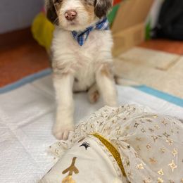 Aussiedoodle Puppies from Drew’s Aussies & Doodles