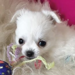 Snowflake - White female Chihuahua puppy in Corpus Christi, Texas from Doubletake Chihuahuas