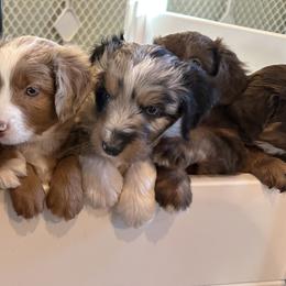 Aussiedoodles from Madeline Wendt