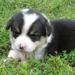 Pembroke Welsh Corgis from Pogue Corgis
