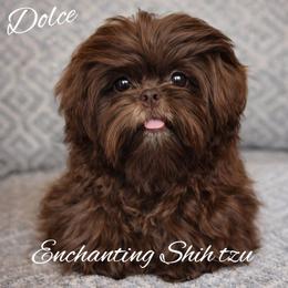 Dolce - Shih Tzu