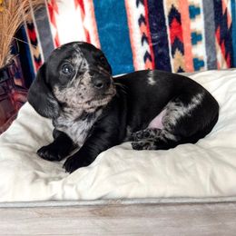 Boy 2 - Dapple Dachshund puppy in Red Bluff, California from Wildflower Weenies