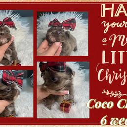 Violet - Lilac female Shih Tzu puppy in Coolidge, Arizona from Shih Tzu’s  ‘N’ Love