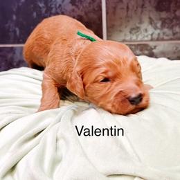 Valentin - Apricot male Goldendoodle puppy in Pasco, Washington from Camp Doodle Woods