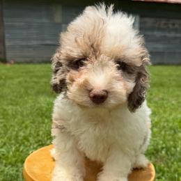 Blue Collar Boy - Merle male Goldendoodle puppy in San Augustine, Texas from Vintage Doodles