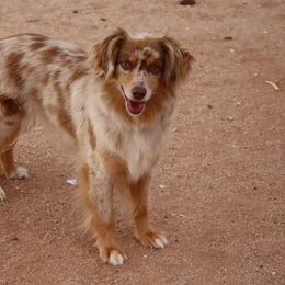 Susie - Miniature Australian Shepherd