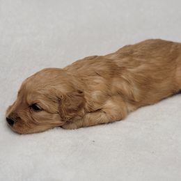 Goldendoodle Puppies from Lake Village Doodles