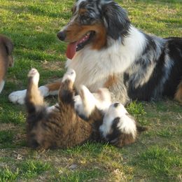 Australian Shepherd Puppies from Madalay Aussies
