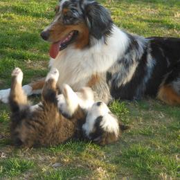 Australian Shepherd Puppies from Madalay Aussies