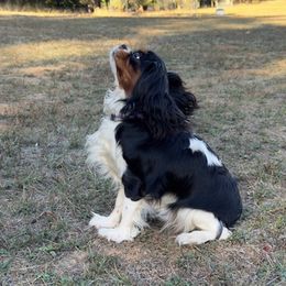 Macy - Cavalier King Charles Spaniel