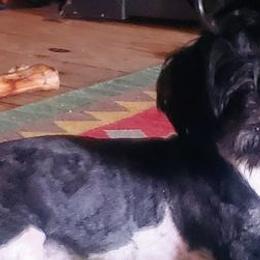 Shih Tzus from Lisa's Shih Tzus