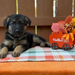 Natasha (Grey Collar) - Black and tan female German Shepherd puppy in Middlesex, North Carolina from Ace of Hearts K9’s