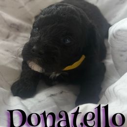Donatello - Black male Poodle puppy in Saint Cloud, Florida from Rising Star Kennels