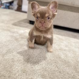 GiGi - Tricolors female French Bulldog puppy in Sanger, California from Frenchie Envy Puppies