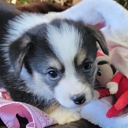 Pink Bandana girl - Black and tan female Pembroke Welsh Corgi puppy in Cherokee, Oklahoma from MCS Farms-OK