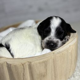Maple - Black & white female Maltipoo puppy in Bronson, Florida from Tabler Family Puppies