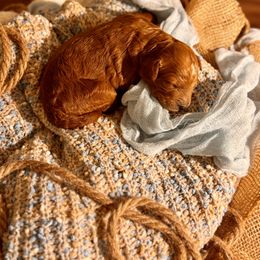 Goldendoodle Puppies from Copper Doodle Tails