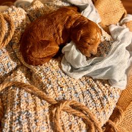 Goldendoodle Puppies from Copper Doodle Tails