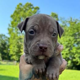 American Bully Puppies from TEXAS BULLY FAMILY
