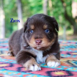 Zion - Red tri-color male Australian Shepherd puppy in Coldwater, Michigan from Northern Star Australian Shepherds