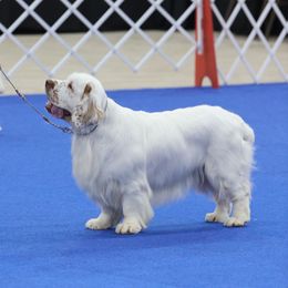 Sprinkles  - Clumber Spaniel