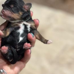 Texas - Tri-color male Cavapoo puppy in Carmichaels, Pennsylvania from Honey & Lemon Royalty