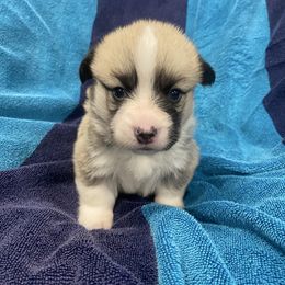 Lucy - Sable female Pembroke Welsh Corgi puppy in Urbana, Ohio from Edgewood Farm and Kennel
