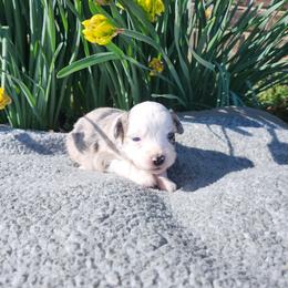 Clover - Blue merle female Miniature Australian Shepherd puppy in Gainesboro, Tennessee from Family Tradition