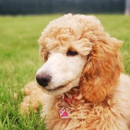Poodles from Lyfetime Homes