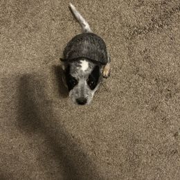 Australian Cattle Dog Puppies from Christensen Heelers